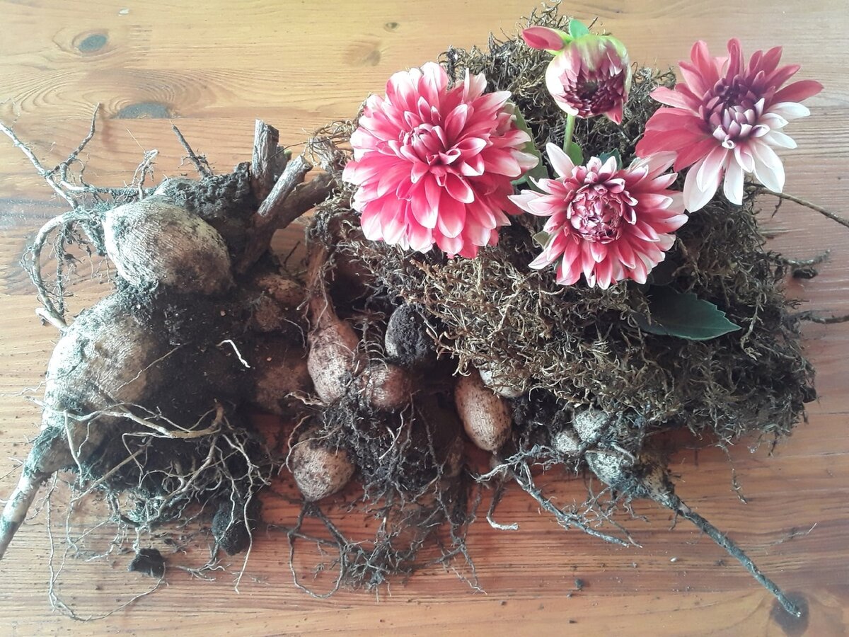 Клубни у сортосерии Gallery небольшие и помещаются на хранение в обувную коробку. Два клубня уже дали мне 10 новых кустов и больше мне не нужно