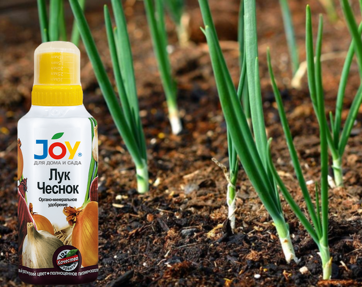 Лук батун шалот. Сочный лук. Арзамасский лук севок. Лук севок центурион. Сочный лук.