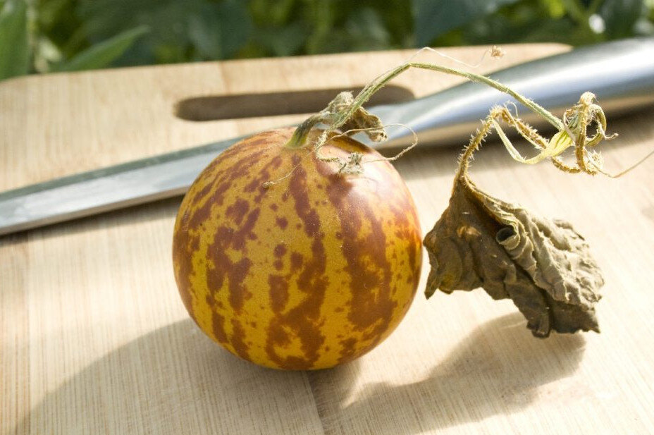 Огурдыня – это гибрид дыни и огурца