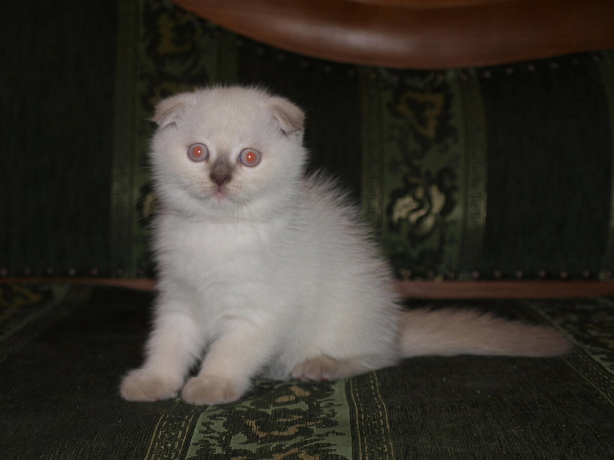 Мой  выпускник вислоухий котенок Олаф