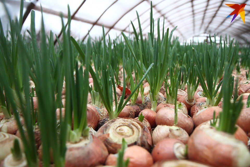     Есть лук, а есть "Эксибишен", который вырастает весом до 1 килограмма. Виктор ГИЛИЦКИЙ