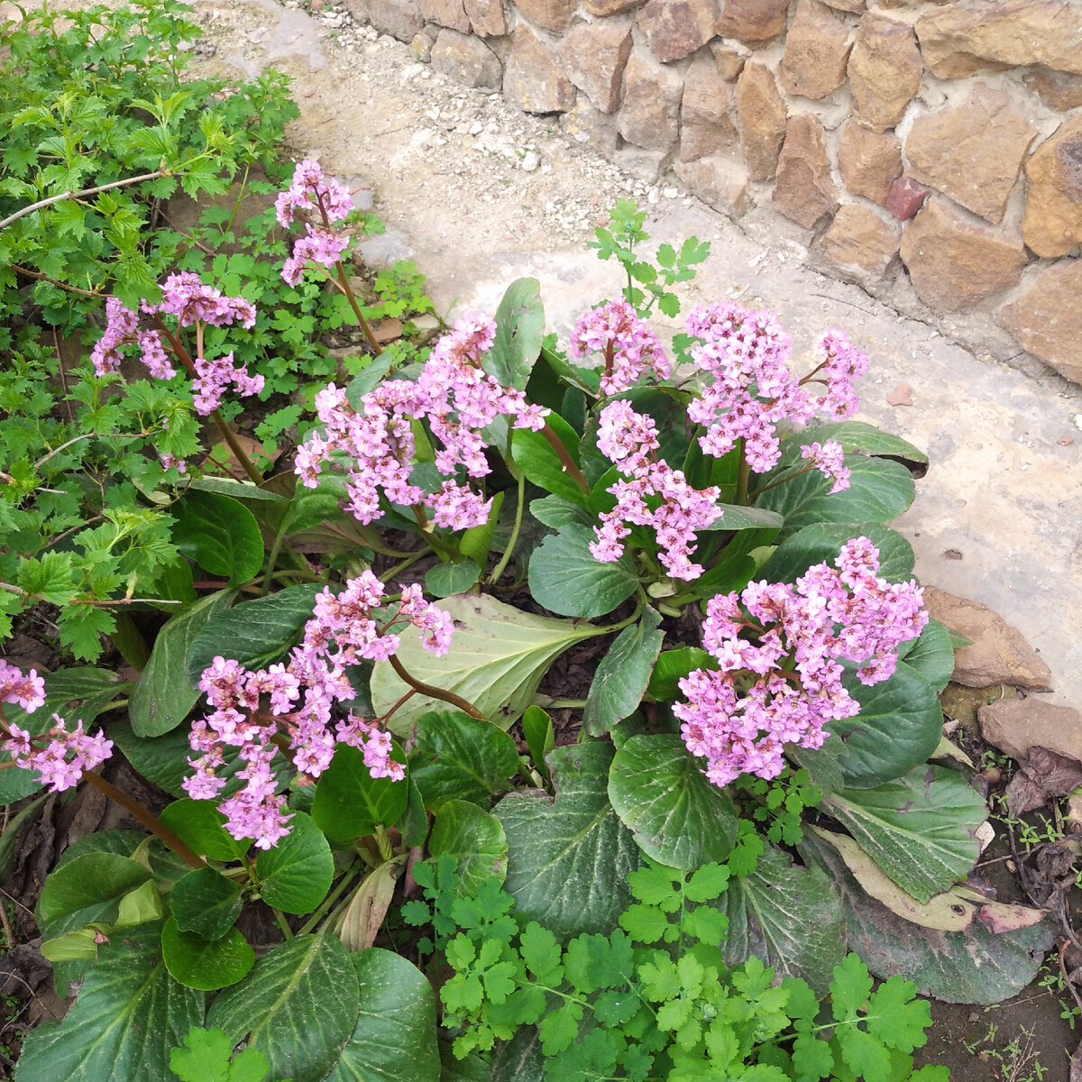 Купить семена Бадан Bergenia Crassifolia Lunar Glow в Москве: доставка семян по 