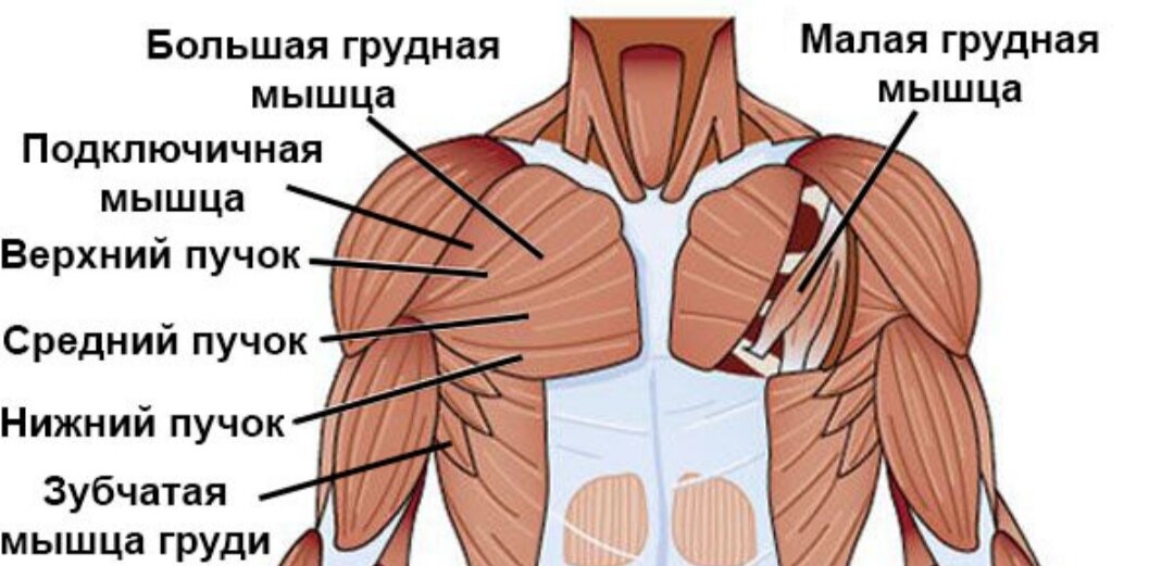 Строение грудных мышц. 