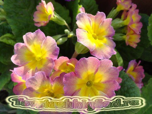 Примула Биг Бен желто-розовая