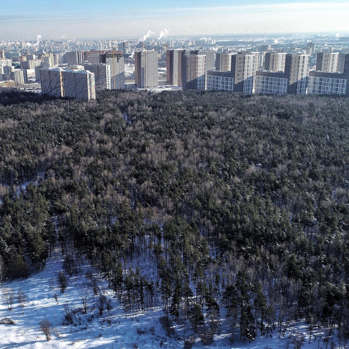   Фото: Комитет лесного хозяйства Московской области