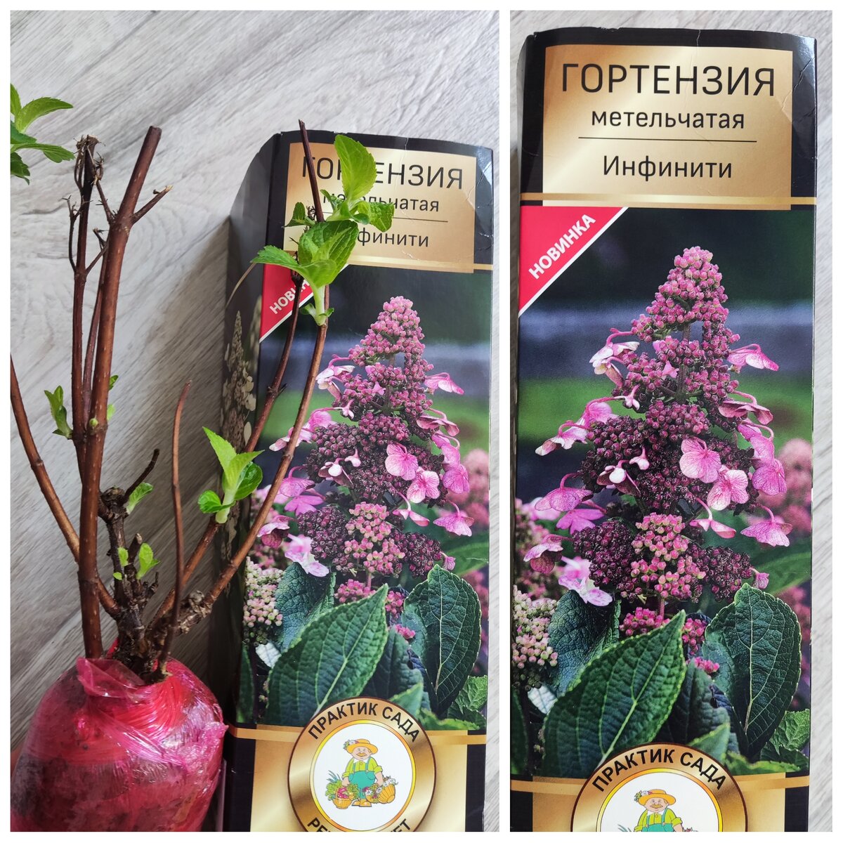 Гортензия метельчатая Инфинити. Фото автора