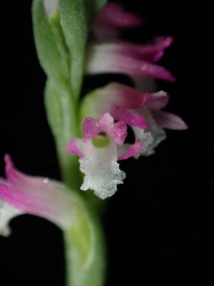 Spiranthes hachijoensis, крупный план соцветия нового вида розовой орхидеи