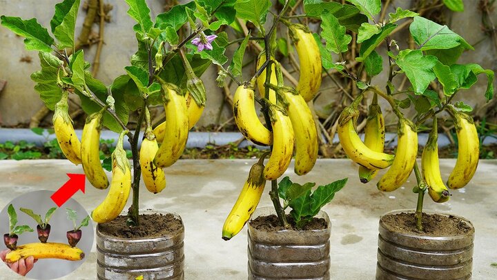 Показываю как можно вырастить баклажаны с бананом у себя дома!