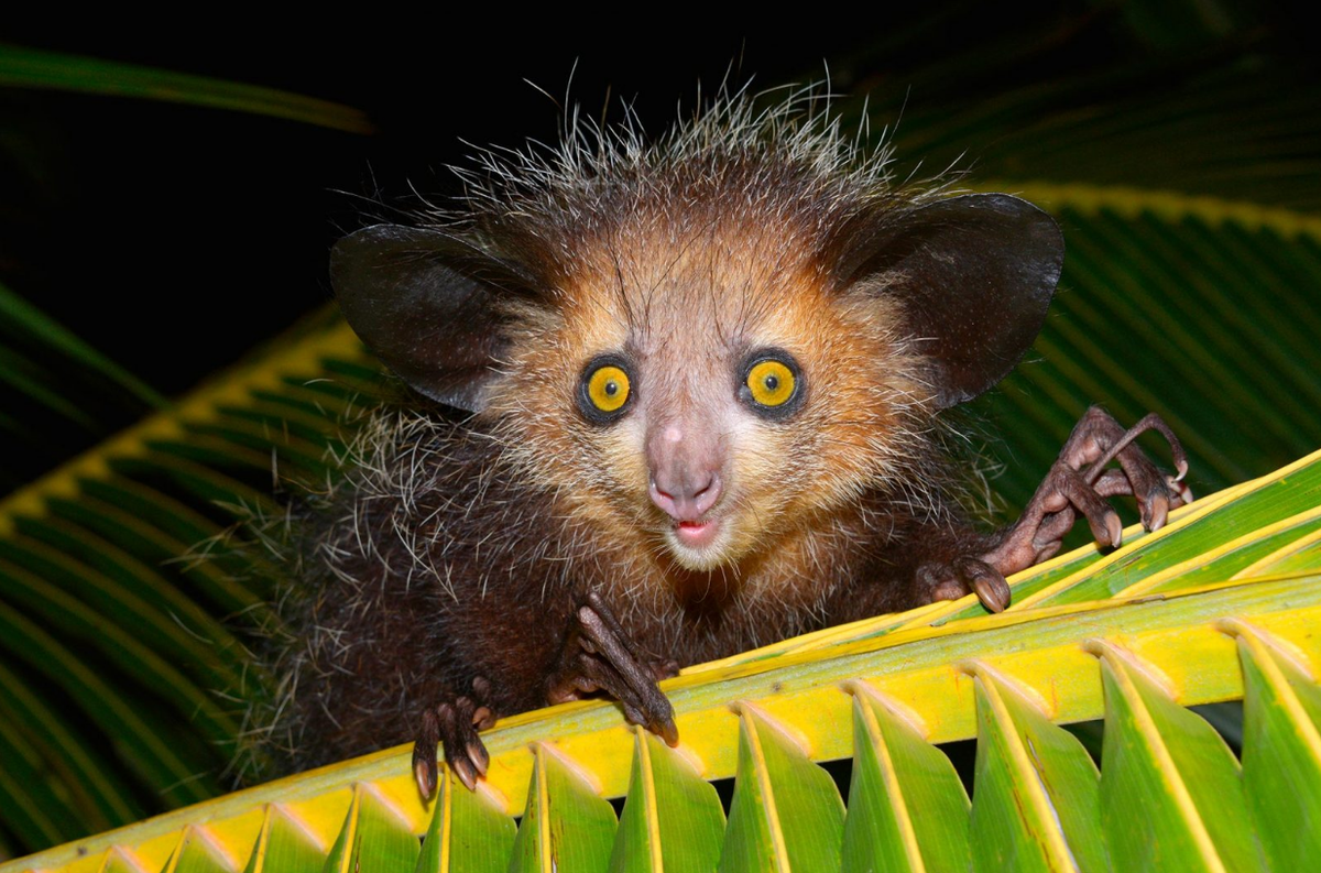 Мадагаскарская руконожка.