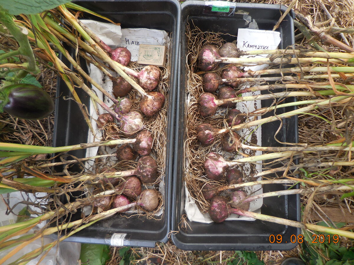 Озимый чеснок весенней посадки. Головки не гигантские, но вполне приличные!