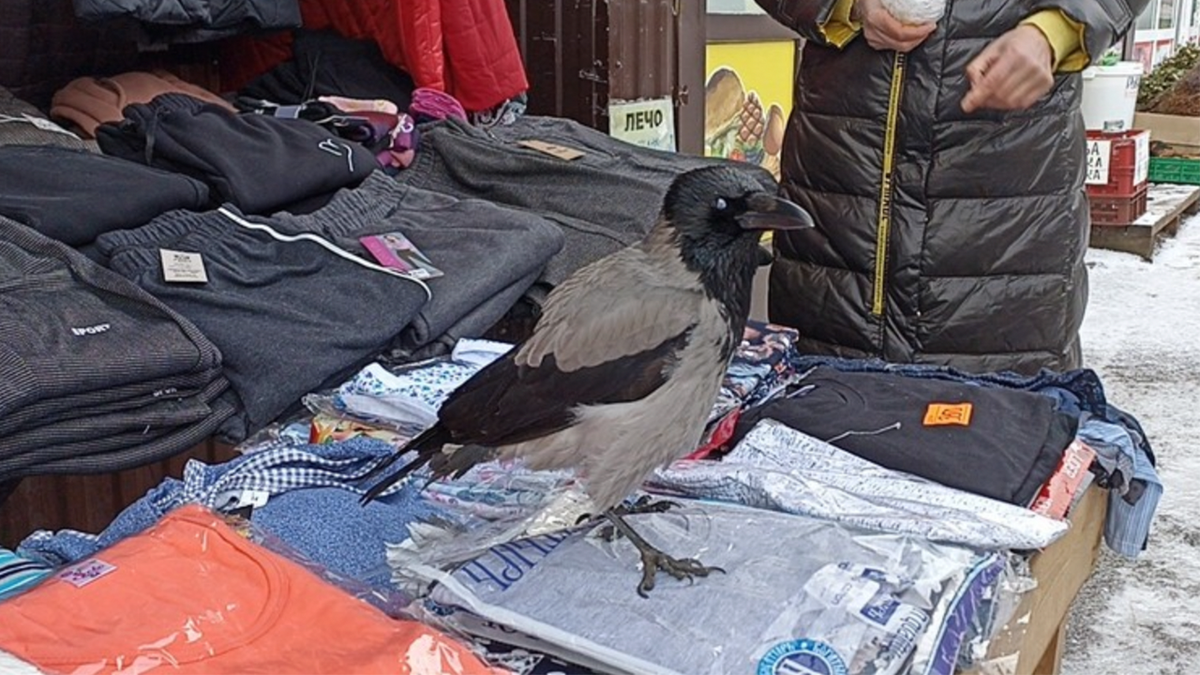 Crow пермь. Crow пермь