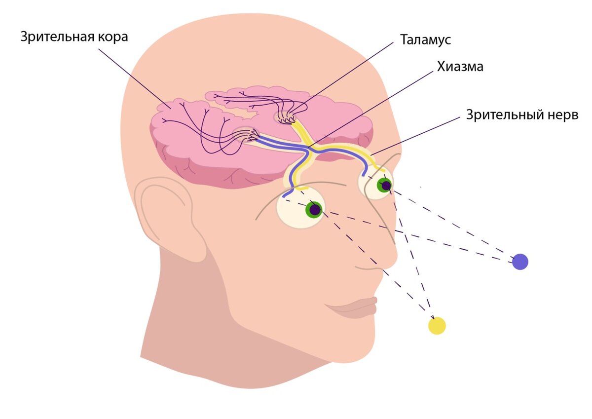 Зрительный нерв картинка