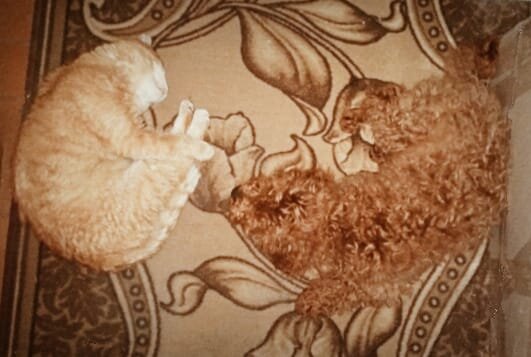 Я способна подружить кота с собакой, но не в силах считать калории... Где логика?