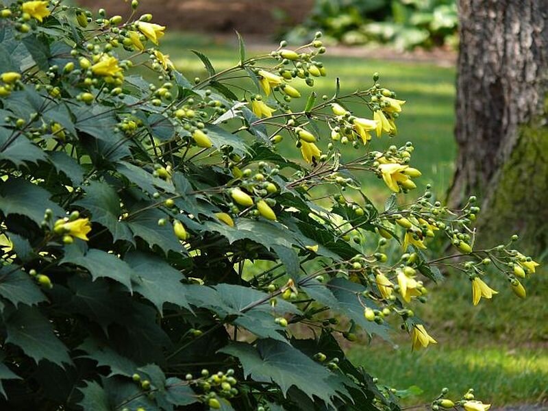Киренгешома дланевидная фото plantarium.com.ua взято в свободном доступе