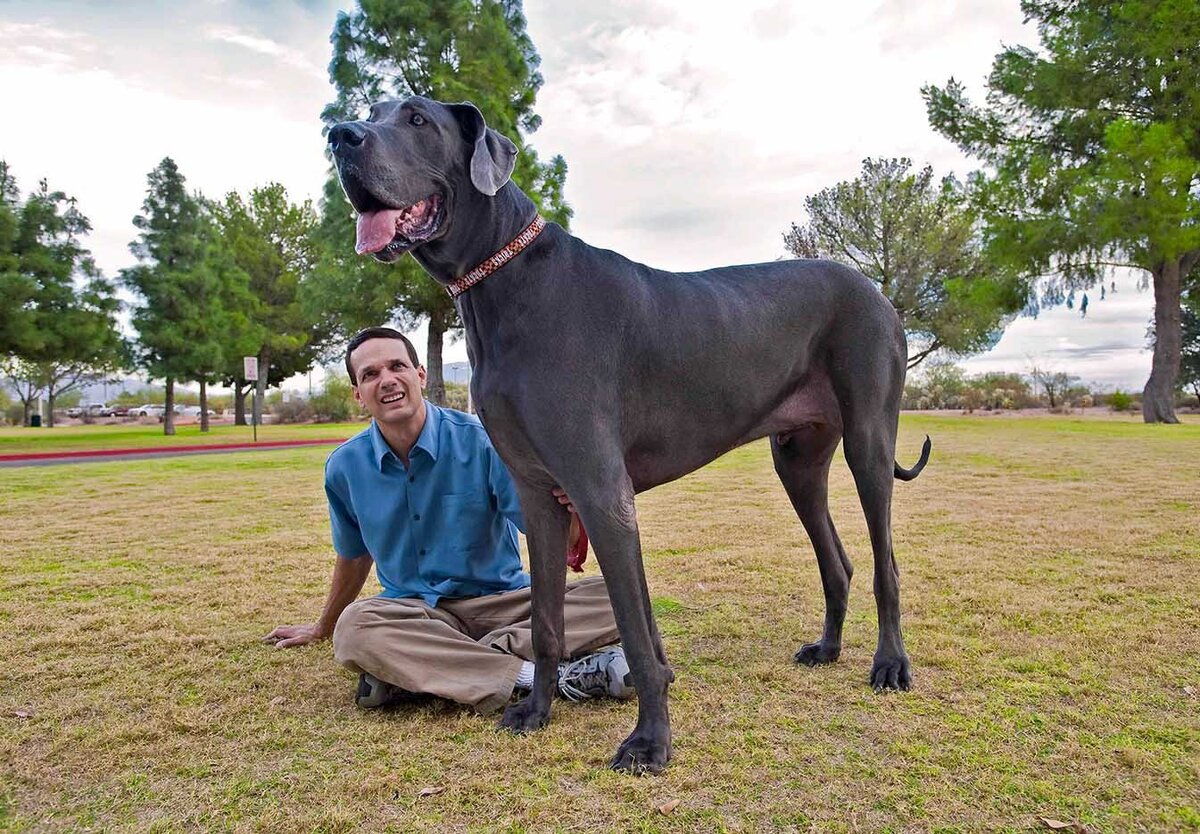 самая большая порода собак в мире фото