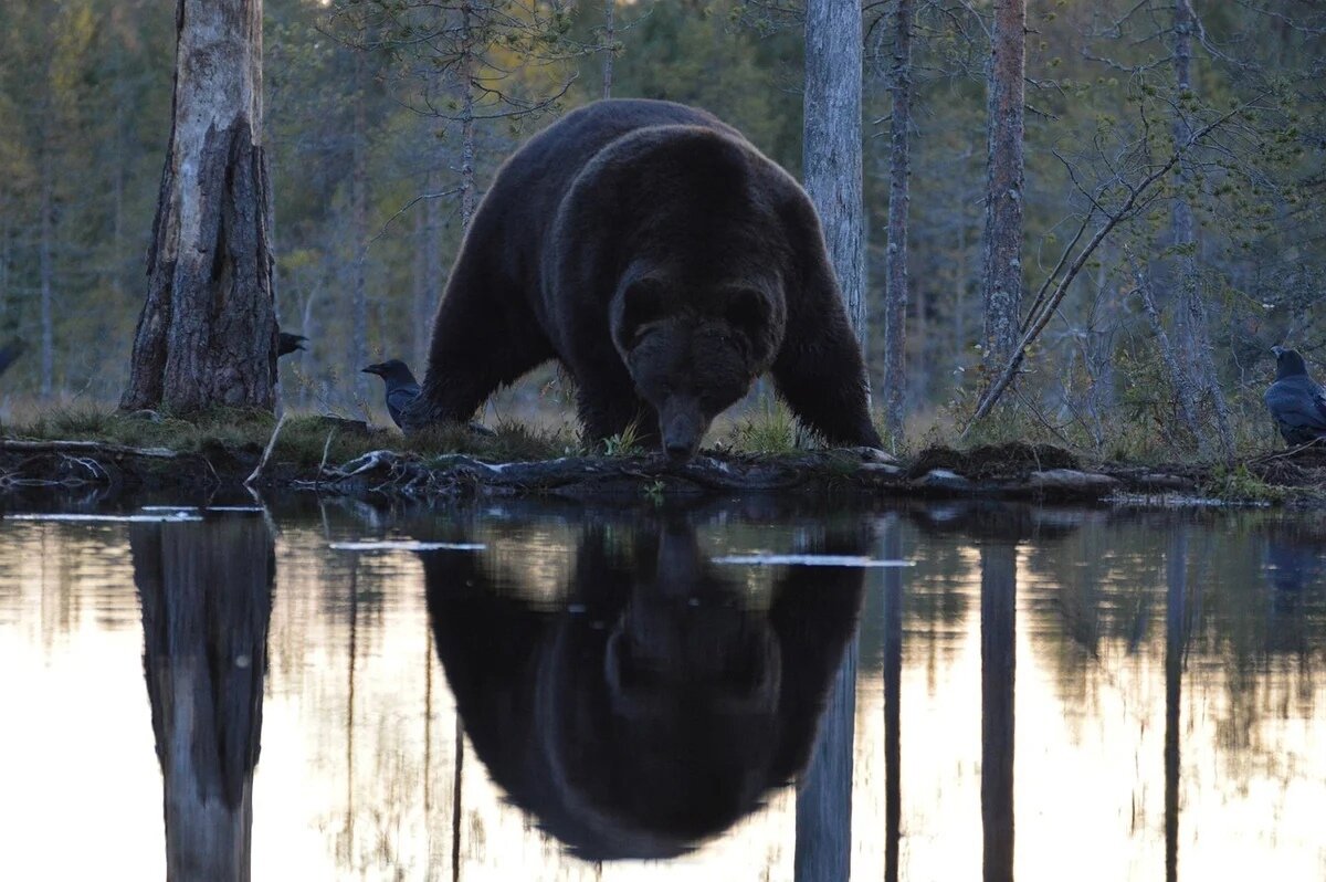 Медведь сбежал в Новосибирске