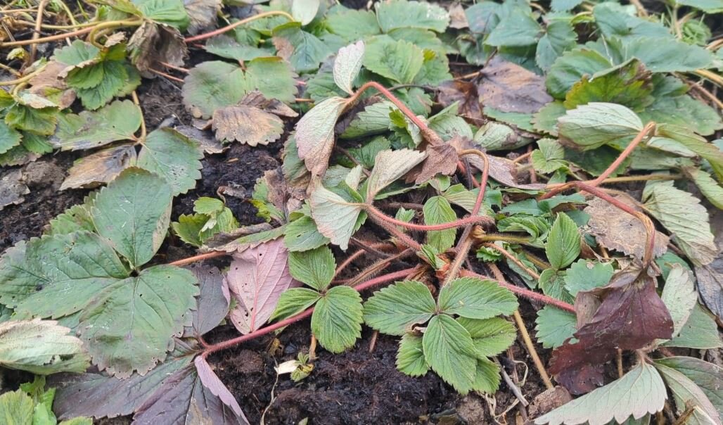 Весной в апреле, по прижатой к земле клубнике, раскидываю такой порошок. Вредитель исчезает, а ягоды много, она крупная и сладкая.