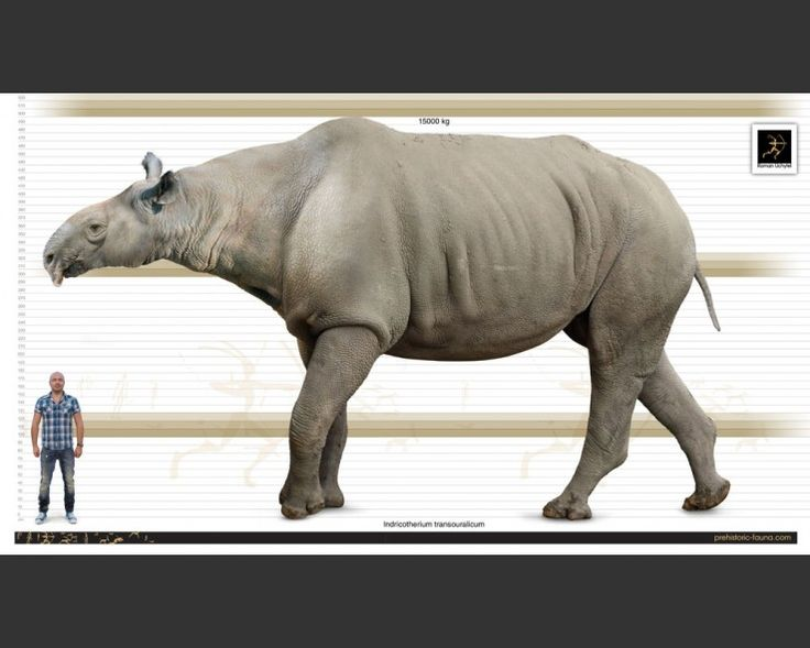 вымершие животные сравнения. Atrox лев. тасманиский сумрачный волк. кенгуру прокоптодон. вымершие животные сравнения.