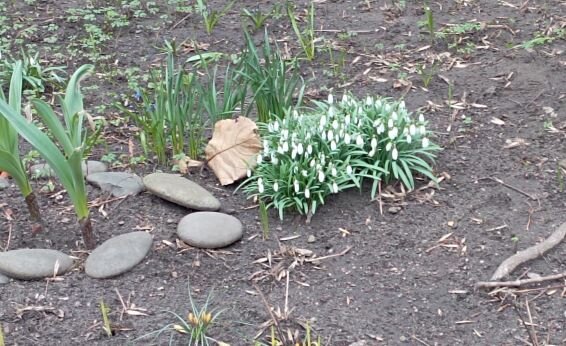 Первые подснежники в этом году увидела у Лермонтова -на Малой Молчановке. Вот так!