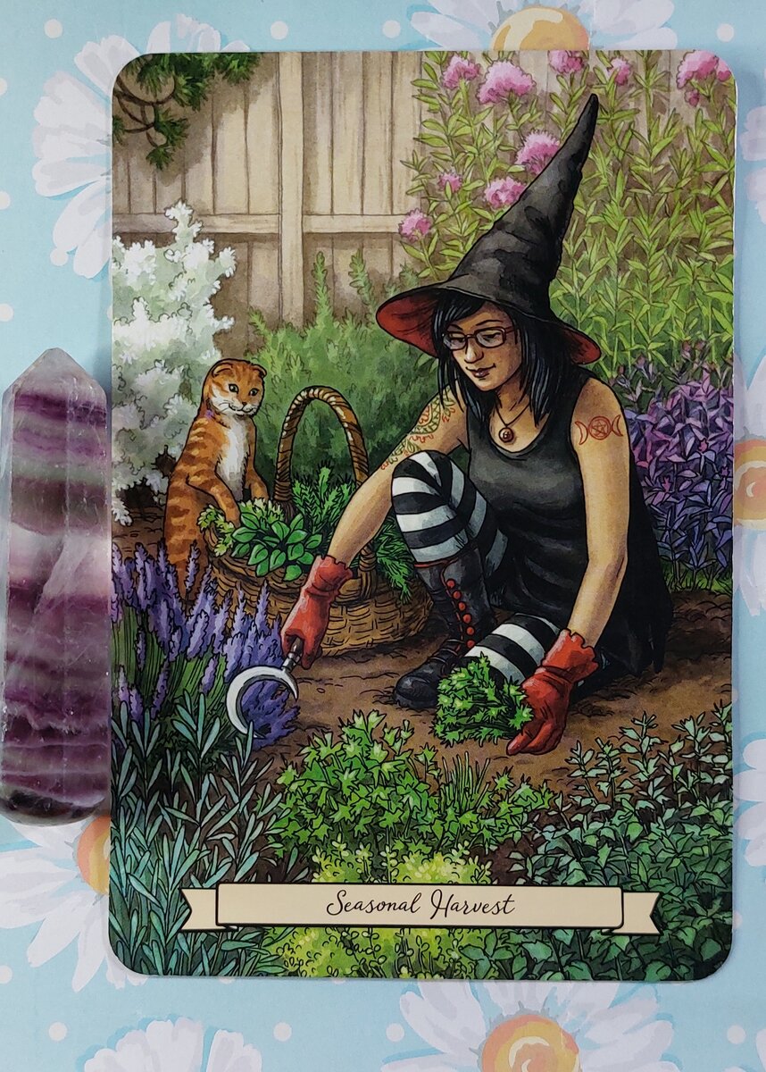 Мир оракула. Оракул ведьм everyday Witch. Повседневный оракул ведьмы Дебора Блейк. Дебора Блейк Таро ведьма. Таро оракул everyday Witch Oracle