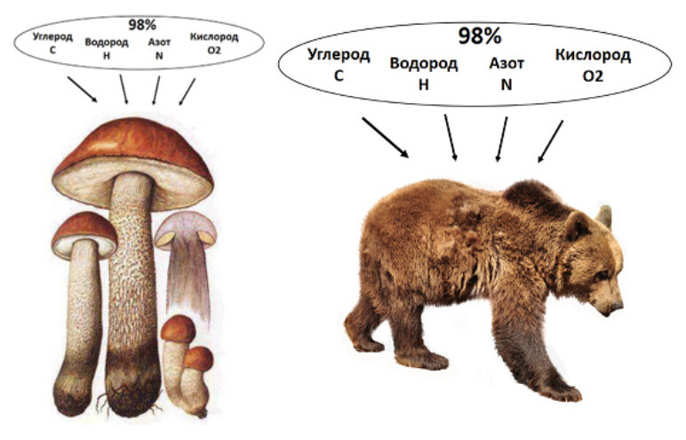 Схема, изображённая на рисунке, иллюстрирует такое свойство живых организмов как единство химического состава. Количество основных химических элементов  — углерода, водорода, азота и кислорода во всех живых организмах составляет 98%.