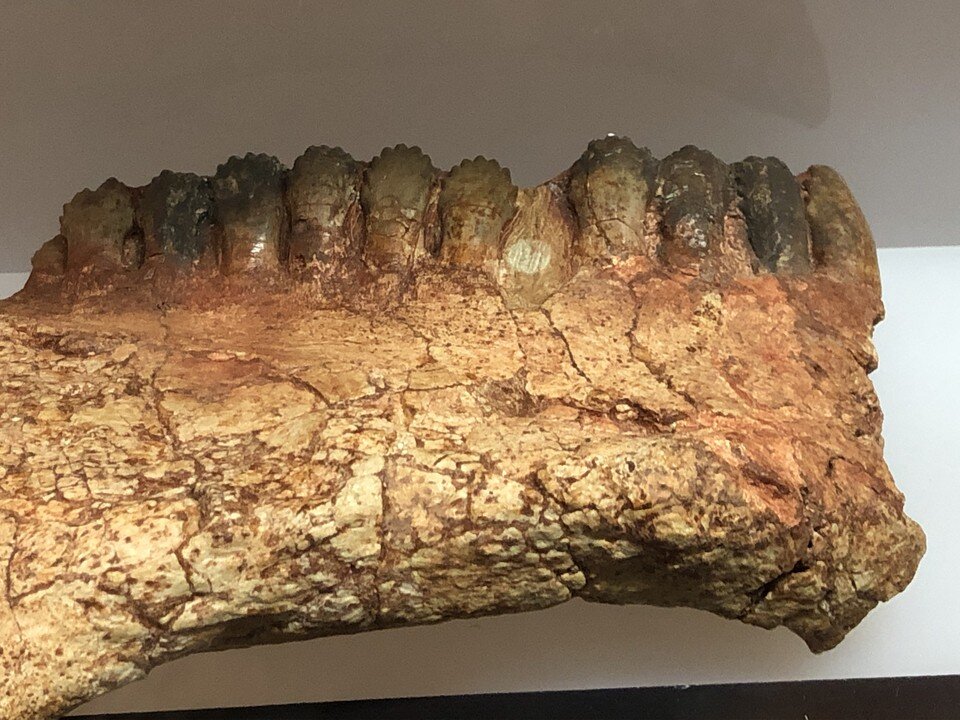    Зуб мужчина нашел у юго-восточного побережья США. Наталья ВАРСЕГОВА