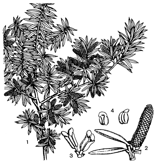 Рис. 4.