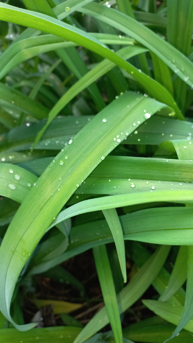 Утренняя роса.