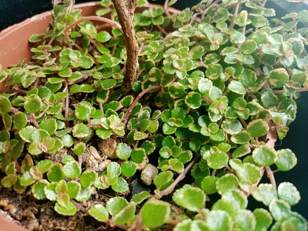 Очень своеобразна. Фото автора