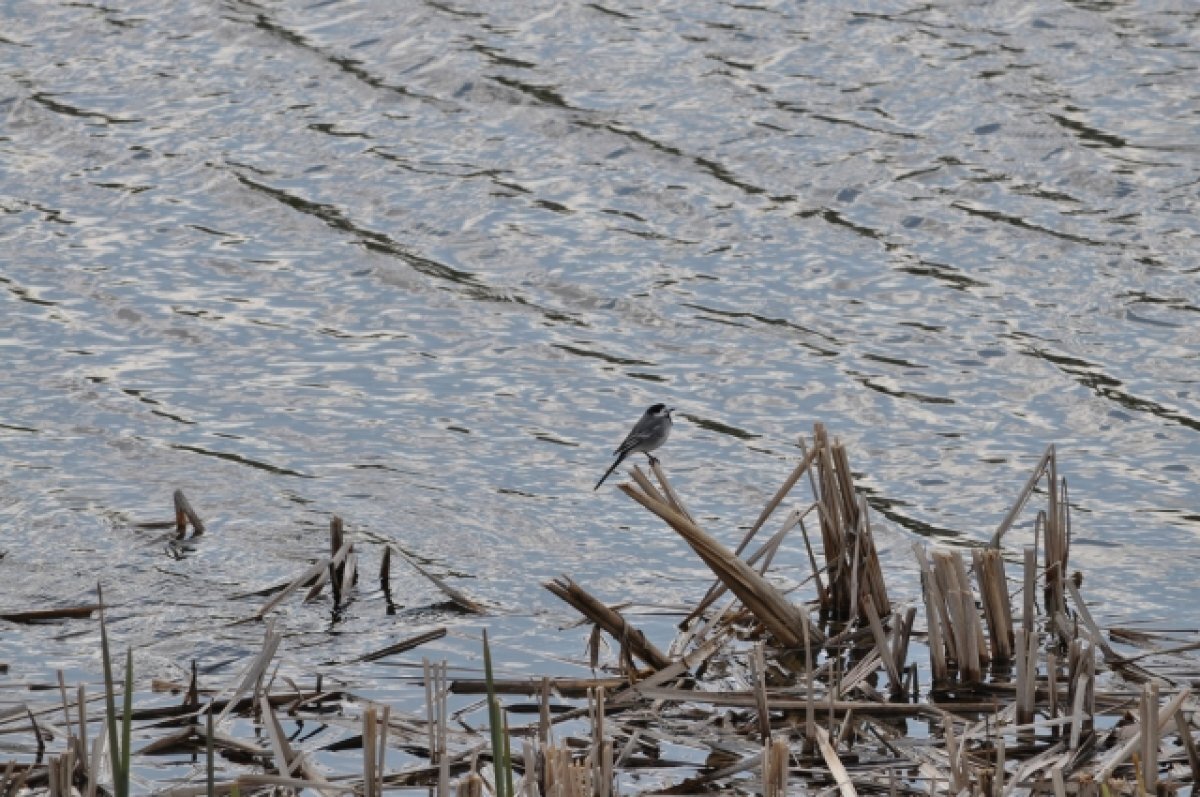    Птицы открываются. На Куликовом поле состоялись состязания по бердвочингу