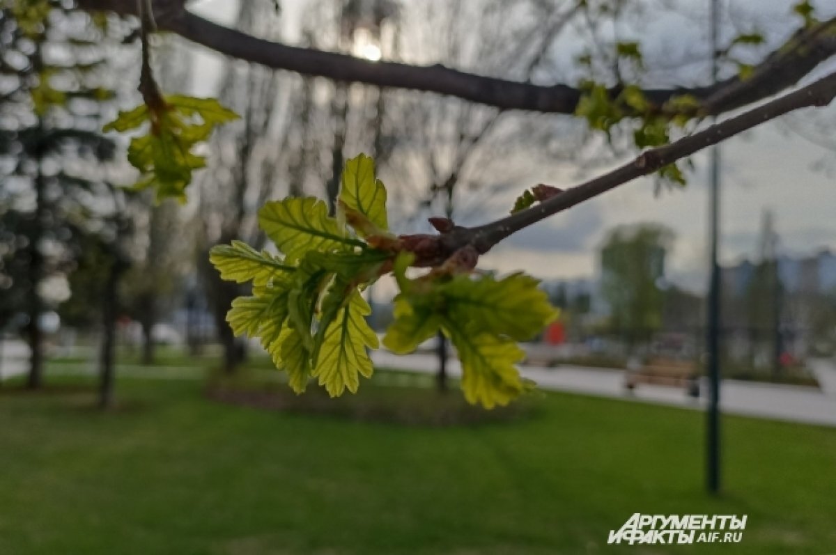    Ночь на 9 мая в Пермском крае стала аномально холодной
