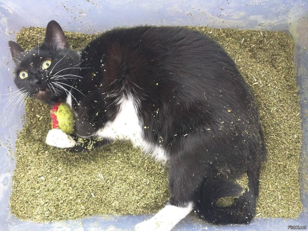 Вредно ли коты