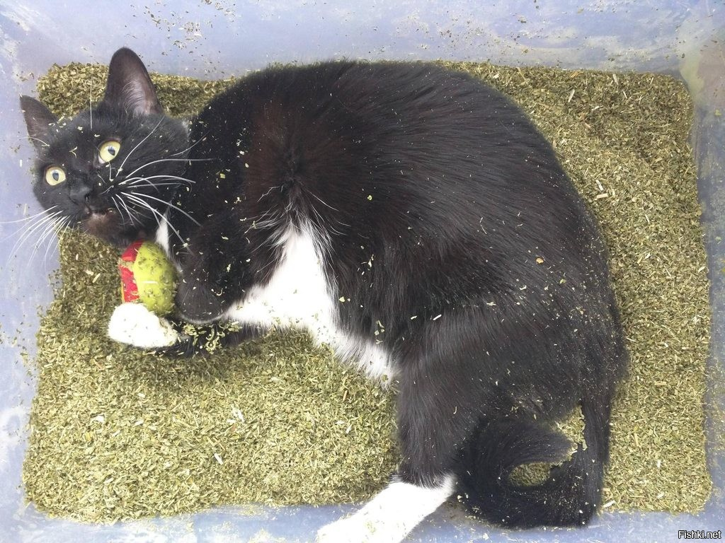 А мы пахнем кошачьей мятой и листвой. Catnip Кошачья мята. Коты под кошачьей мятой. Кошка под мятой. Кот нанюхался кошачьей мяты.