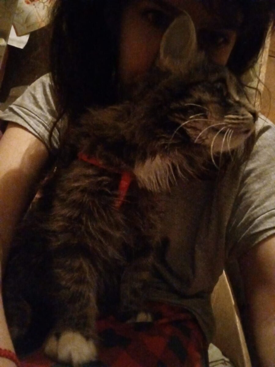 Фото мое. Собиралась дочка вывести питомца на прогулку, да что-то её отвлекло в телефоне. Кот Масяня пытается хозяйку отвлечь от телефона.