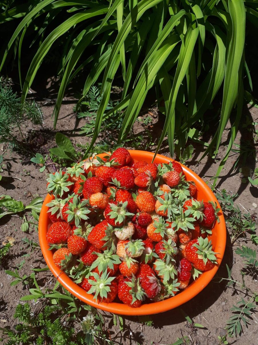 Фото автора витамины в ленту