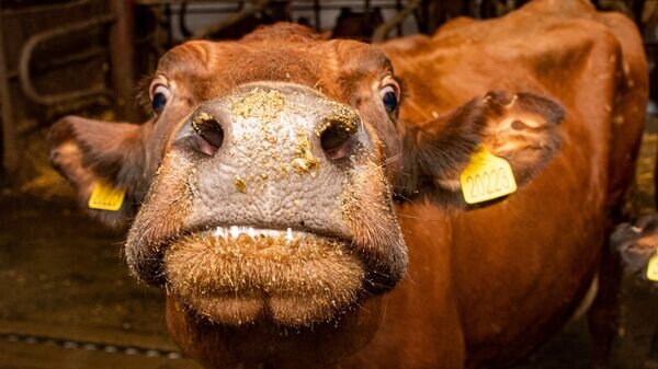    © РИА Новости Крым . Дмитрий Макеев