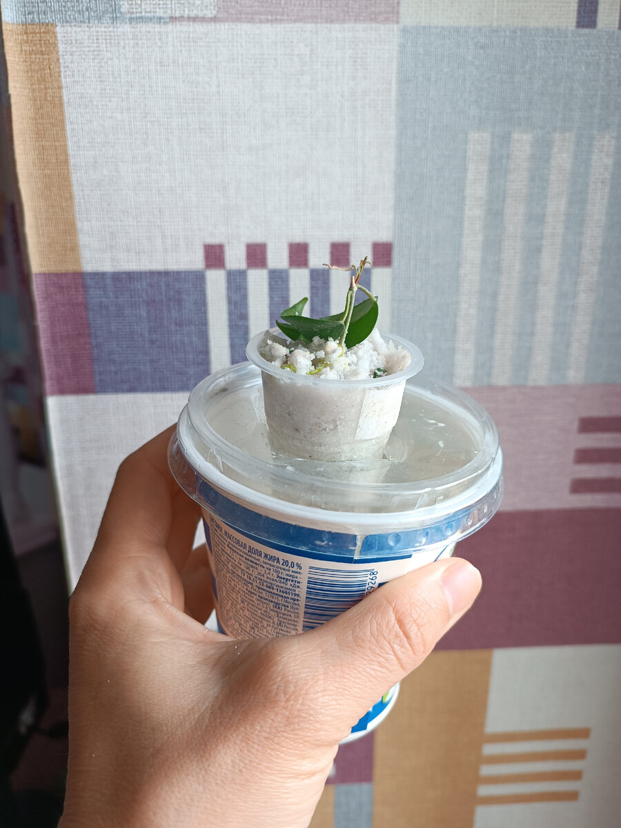 Хойя Megalantha укоренилась на фитиле