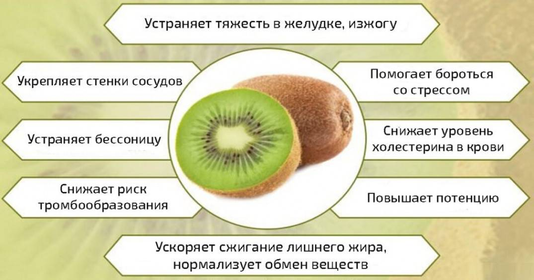 Ли киви. Чем полезен киви для организма. Киви полезен для организма. Киви чем полезен фрукт для организма человека. Киви польза для организма.