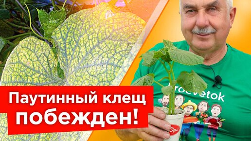 От паутинного клеща на огурцах помогает мгновенно! Самые действенные средства от паутинного клеща