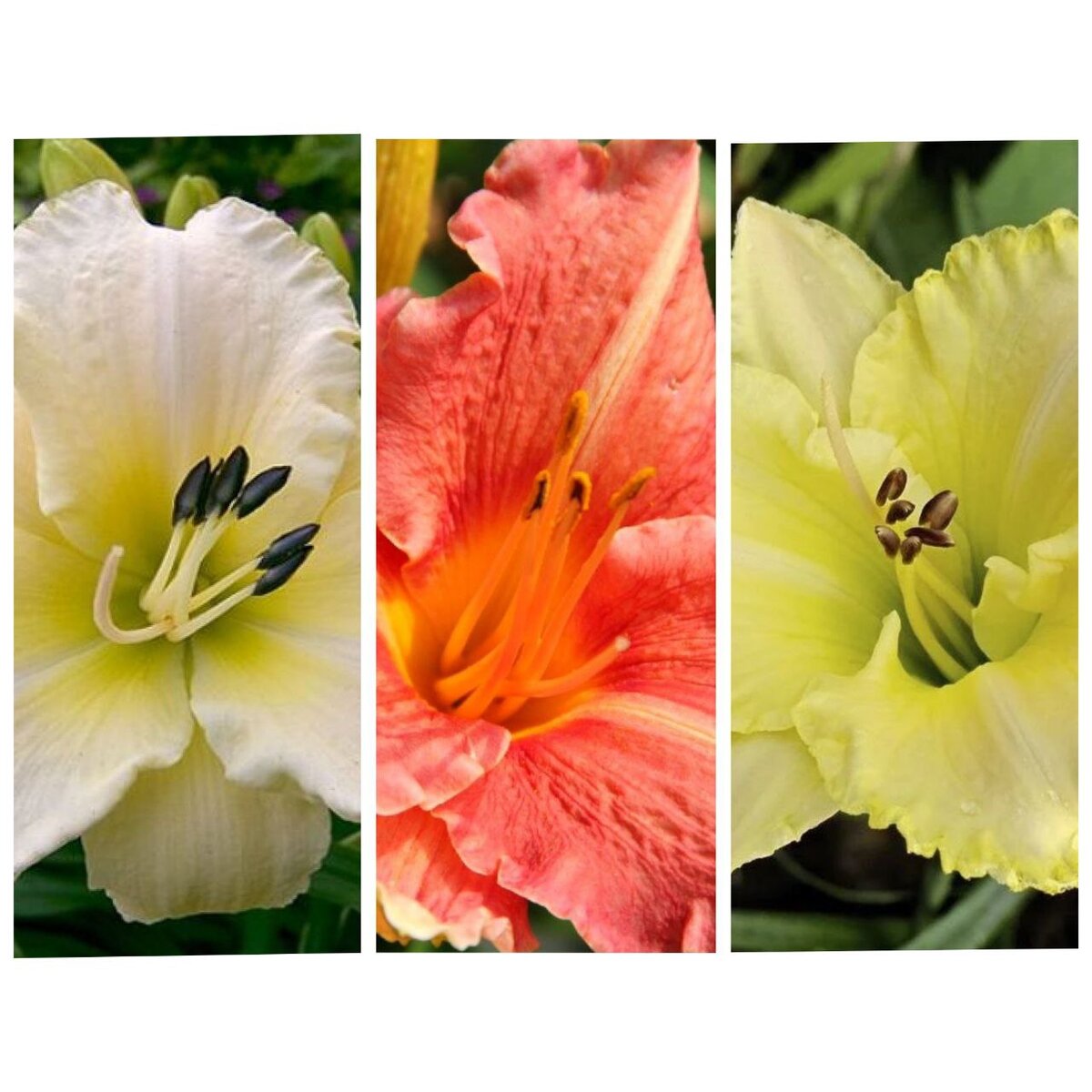 Лилейники: Арктик Сноу, Претти Фенси, Вилла Ванилла