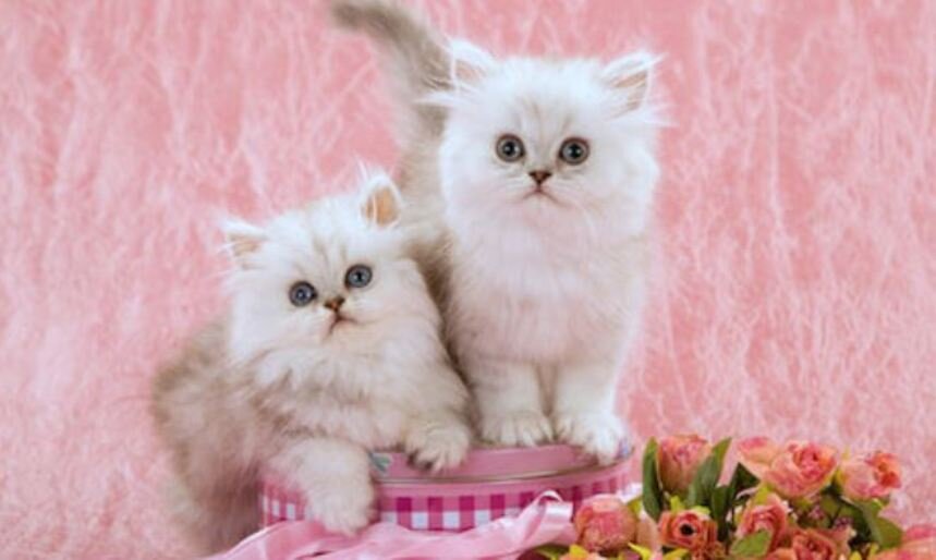 Персидские котята