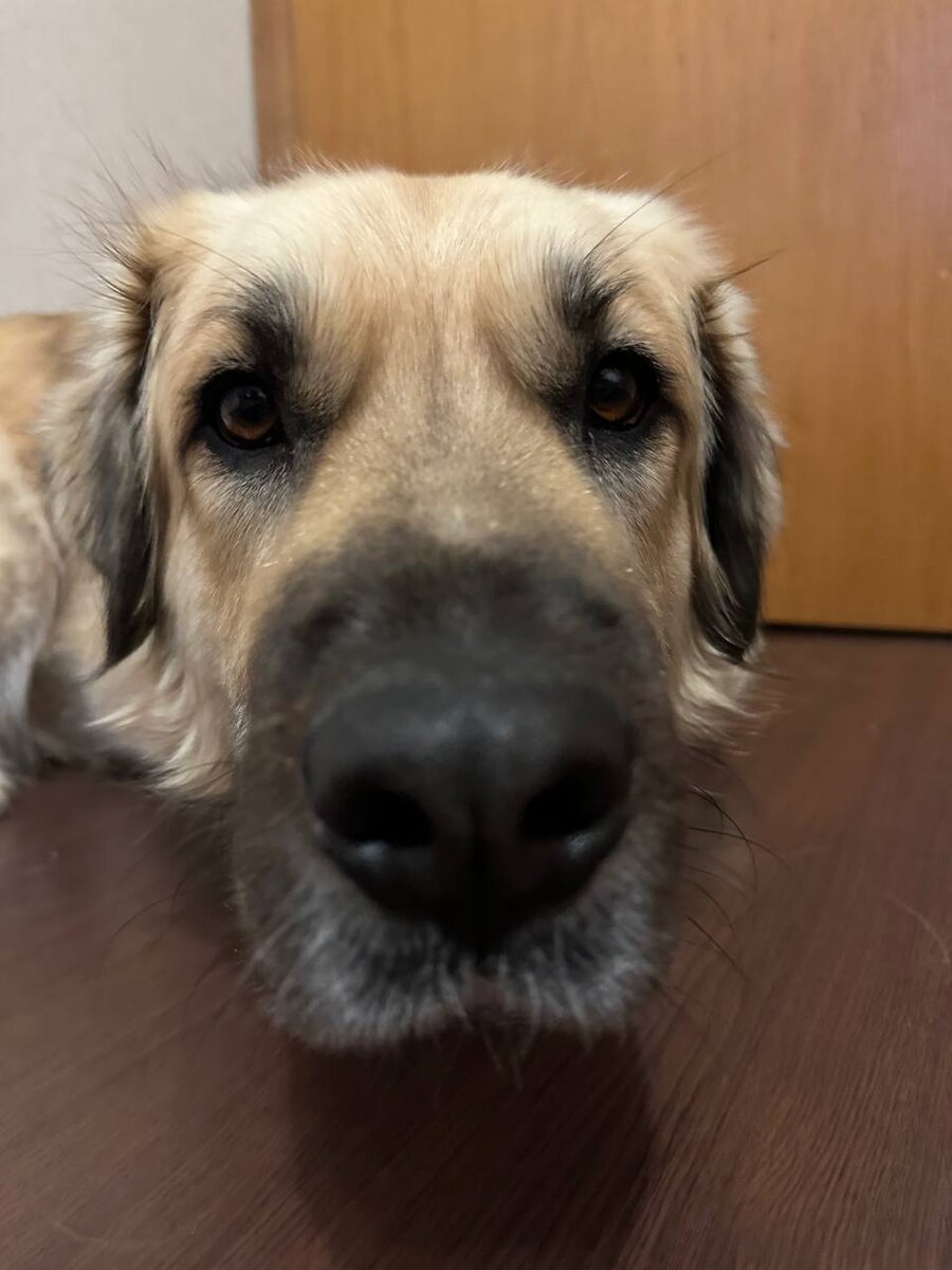 Собака спасённая с улицы