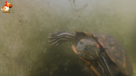 Черепах Изя 🐢 – испытываем подводную съемку на водоплавающем питомце, а птицы пока скучают 😂