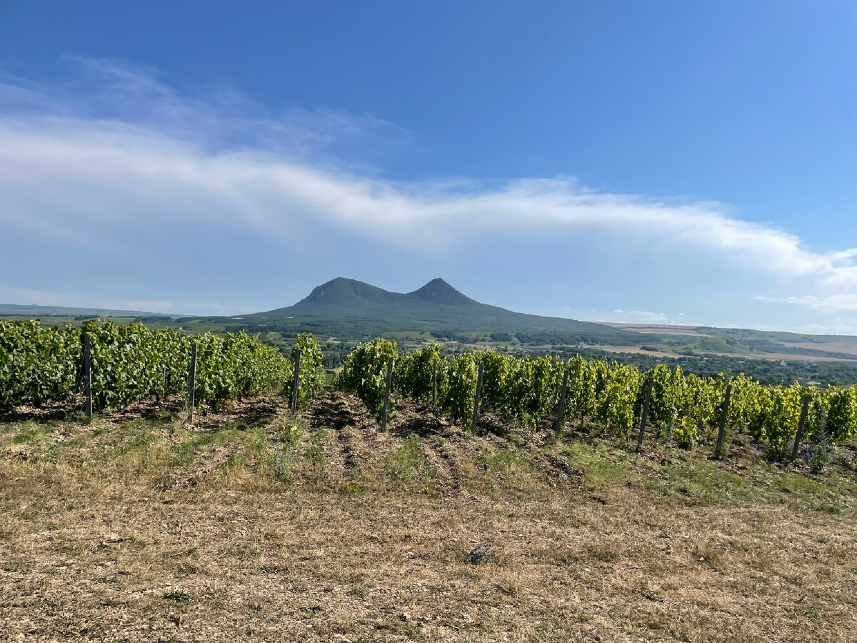 Гора Верблюд - останцовая магматическая гора в Пятигорье, в районе Кавказских Минеральных Вод. Высота 885 м. Является памятником природы. 