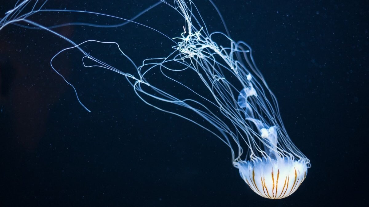    Фото: Unsplash Август Макаров