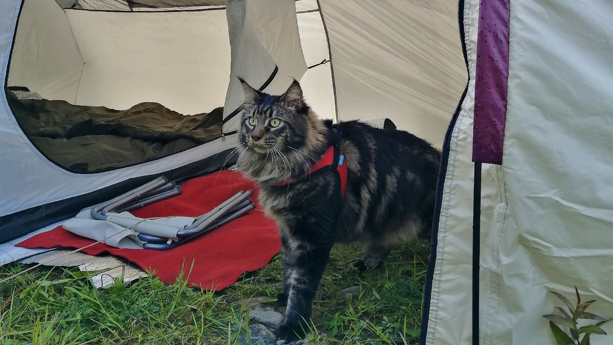 Наш главный чистоплюй - в туалет ходит только в свой лоток, хоть природа, хоть квартира.