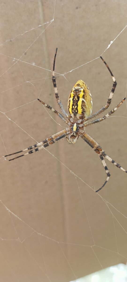 Продам паука птицееда-Чилийский розовый птицеед (лат. Grammostola rosea) - вид п