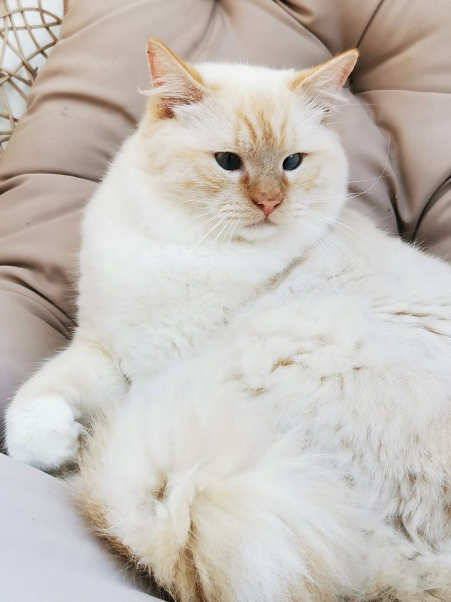 Мой маленький Арчи.