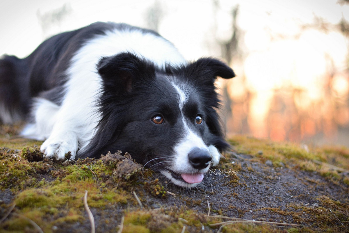 The Painted Bench Cute dogs, Collie puppies, Dog breeds