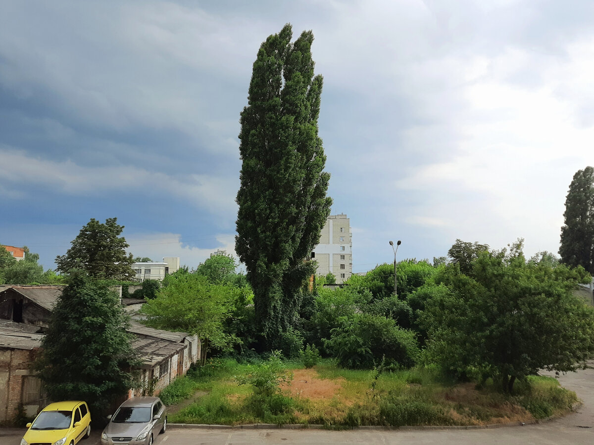 На этом тополе напротив моего окна и обустраиваются ушастые совы. 